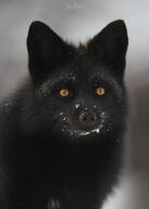 adult black_fur black_nose day eyes_open facing_towards image melanistic mouth_closed orange_eyes outdoors partial_body portrait red_fox single snow standing vulpes wild winter_coat // 2866x4012 // 1.1MB