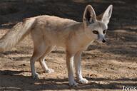 adult black_nose color day desert eyes_open facing_side image mouth_closed orange_eyes photo ruppell's_fox single standing still sunny tan_fur vulpes wild // 902x600 // 83KB