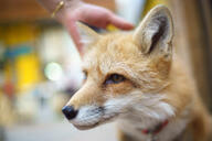 adult black_nose close_up day eyes_open facing_side image indoors mouth_closed muzzle_mark orange_eyes partial_body pet petting portrait red_fox red_fur single summer_coat vulpes white_fur // 2048x1365 // 387KB