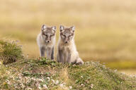 arctic_fox black_fur black_nose black_tail_tip color day eyes_open facing_towards full_body grass image mouth_closed multiple orange_eyes photo sitting staring summer_coat sunny vulpes white_fur white_tail_tip wild young // 4096x2732 // 7.6MB