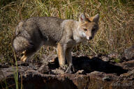 adult black_nose black_tail_tip day eyes_open facing_towards full_body grass gray_fur lycalopex mouth_closed orange_eyes pampas_fox red_fur single standing staring summer_coat sunny wild // 2356x1570 // 4.3MB