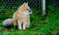 adult black_nose black_tail_tip captivity color day eyes_open facing_side full_body grass gray_fur image mouth_closed orange_eyes photo single sitting staring swift_fox tan_fur vulpes white_fur winter_coat zoo // 4580x2734 // 1.6MB