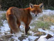 adult black_fur black_nose color day eyes_open facing_towards full_body grass image large_muzzle_mark mouth_closed orange_eyes photo red_fox red_fur single snow standing still sunny vulpes walking white_fur white_tail_tip wild winter_coat // 2560x1920 // 971KB