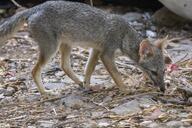 adult black_nose black_tail_tip color day eyes_open facing_down full_body gray_fur image lycalopex mouth_closed orange_eyes outdoors photo sechuran_fox single standing sunny white_fur wild // 1919x1280 // 671KB