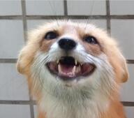 adult black_nose captivity cute day ears_back eyes_open facing_towards image indoors mouth_open orange_eyes partial_body portrait red_fox red_fur single summer_coat vulpes white_fur // 1074x946 // 72KB