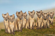 arctic_fox black_nose color day eyes_open facing_towards full_body grass image mouth_closed multiple orange_eyes outdoors photo sitting summer_coat sunny vulpes white_fur wild young // 1080x721 // 719KB