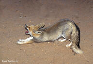 adult black_nose color desert eyes_closed facing_side full_body gray_fur image mouth_open night outdoors photo ruppell's_fox single tan_fur vulpes wild yawning // 1000x688 // 862KB