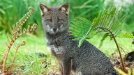 adult black_nose color darwin's_fox day eyes_open facing_towards grass gray_fur image lycalopex mouth_closed orange_eyes partial_body photo single sitting wild // 1024x576 // 182KB