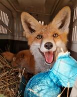 adult black_nose day Ellie eyes_open facing_towards happy image indoors mouth_open muzzle_mark on_stomach orange_eyes panting partial_body pet portrait red_fox red_fur single summer_coat teeth tongue vulpes white_fur zoo // 1080x1351 // 232KB